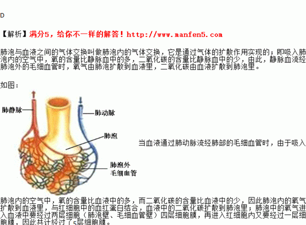 氧气从体外进入细胞液穿过几层膜