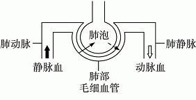 外界氧气进入红细胞需要经过几层细胞膜