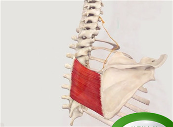 后背、肩胛骨区域疼痛、紧张或僵硬，是怎么回事？一文详细告知您