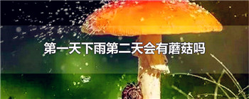 第一天下雨第二天会有蘑菇吗