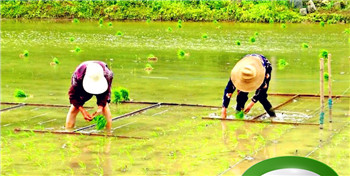 打谷耕田播种采桑插秧采棉花按季节分一分