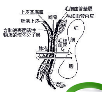 肺泡中的氧气进入肺泡周围的毛细血管至少要经过几层细胞膜