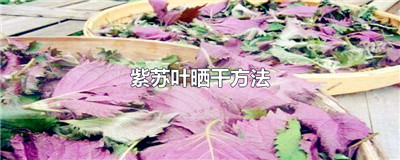 紫苏叶晒干方法