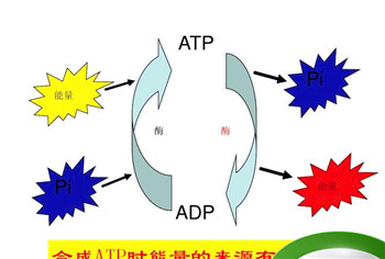 酶在催化作用时，本身需要消耗atp吗