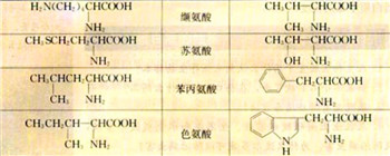 非必需氨基酸有几种-人体非必需氨基酸有几种