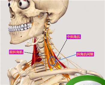 后背、肩胛骨区域疼痛、紧张或僵硬，是怎么回事？一文详细告知您