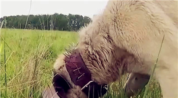 为什么狼群不敢招惹牧羊犬？狼到底在怕什么