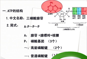 淀粉酶催化淀粉水解成葡萄糖需要ATP提供能量吗