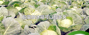包菜放冰箱可以放多久