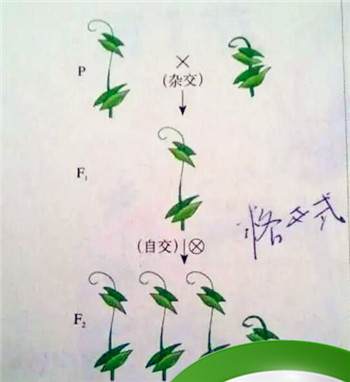 验证自由组合定律的原理