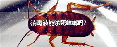 消毒液能杀死蟑螂吗?