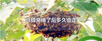 马蜂窝捅了后多久会走