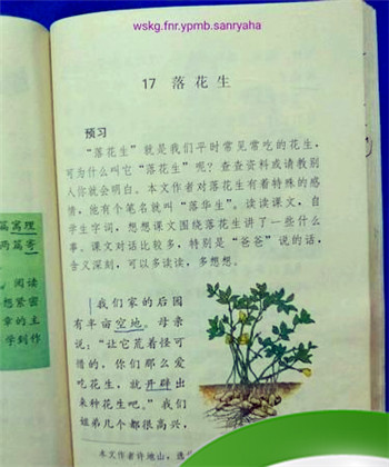 落花生的由来30字左右