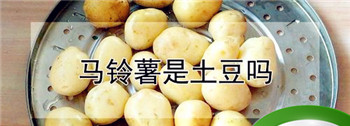 土豆网这个名字的由来有什么故事嘛