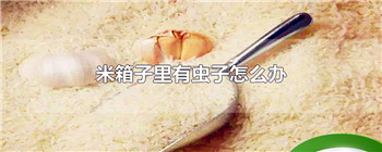 米箱子里有虫子怎么办