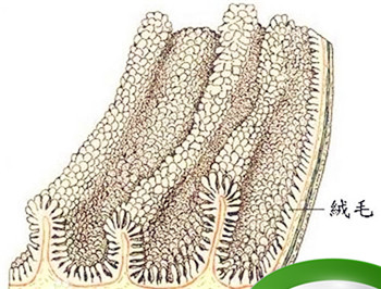 以下关于小肠绒毛的描述中，哪一项正确