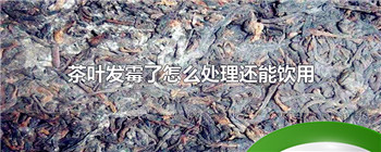茶叶发霉了怎么处理还能饮用