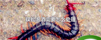 蜈蚣泡酒需要怎么处理