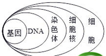 一条染色体上有几个DNADNA上又有几条基因可是为什么，又说一对基因位于一对染色体上