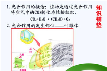 光合作用及其在农业生产上的应用是什么