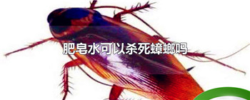 肥皂水可以杀死蟑螂吗