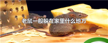 老鼠一般躲在家里什么地方