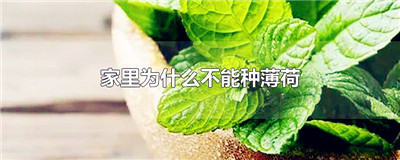 家里为什么不能种薄荷